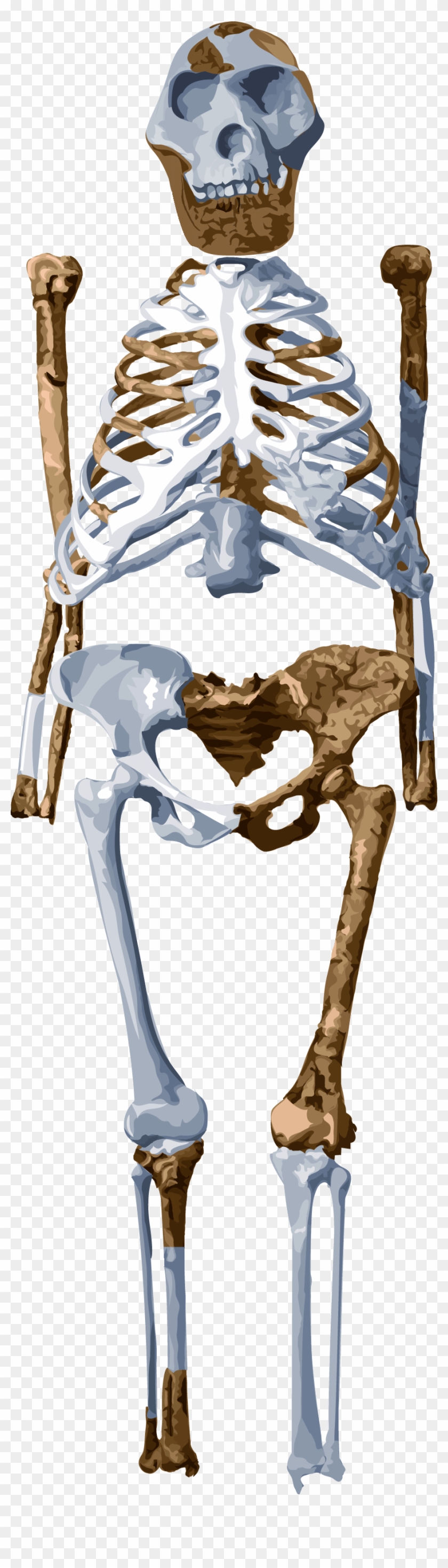 Meet Lucy - Lucy Australopithecus Bones Png Clipart #5019037