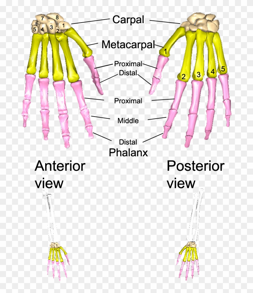 The Bones Of The Left Hand - Illustration Clipart #5019110