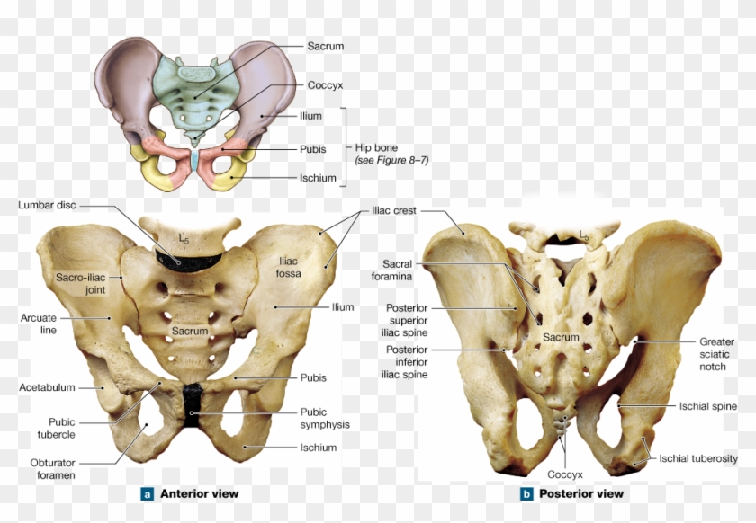The Pelvic Girdle Attaches The Lower Limbs To The Axial - Pelvis Of The Adult Male Clipart #5019237