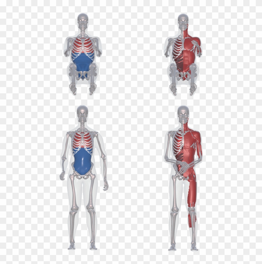 Stature - Male Clipart