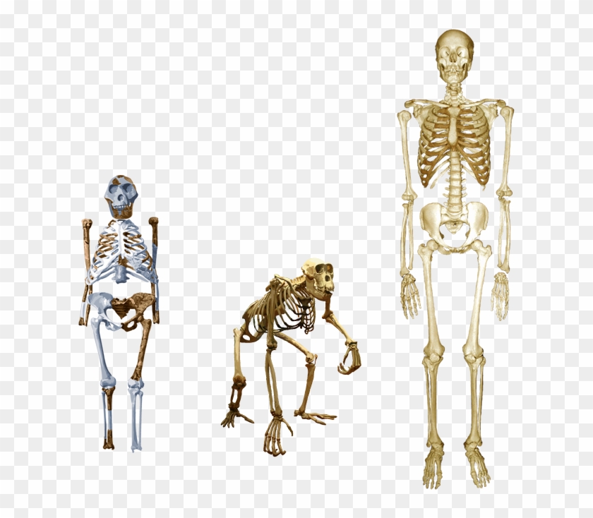 Compare Lucy With Both Human And Chimp - Lucy Skeleton Vs Human Clipart #5019400
