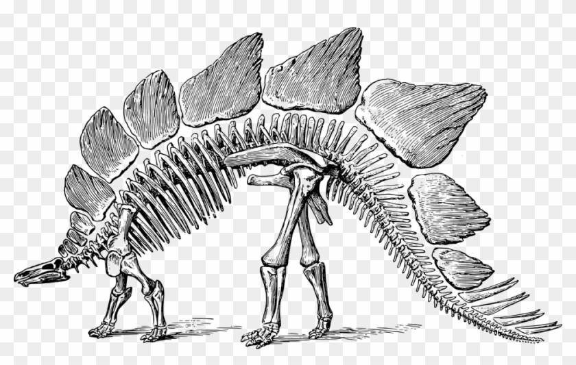photo Realistic Dinosaur Skeleton Drawing dinosaur bones png hd transparent