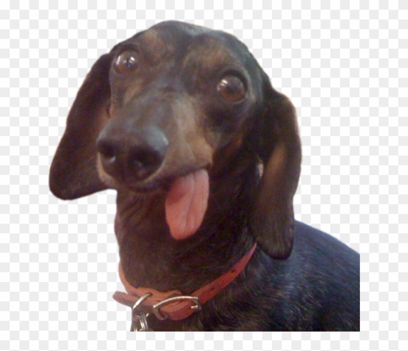 Manemobiili - Toothless Dachshund Clipart #5019877