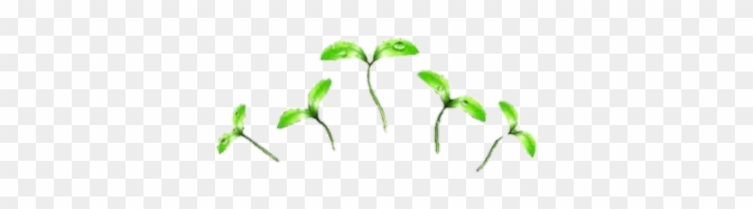 #plants #green #icon #tumblr - Crown Filter Png Clipart