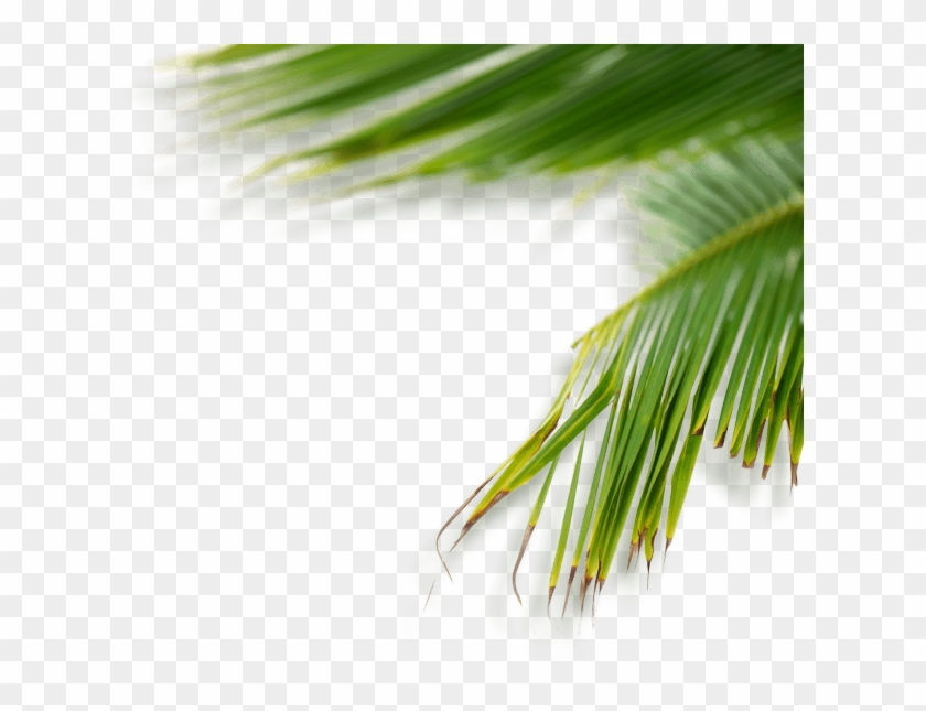 Green Tumblr Plant Png , Png Download - Grass Tumblr Png Clipart #5021534