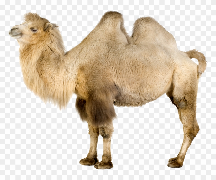 Png File - Bactrian Camel White Background Clipart