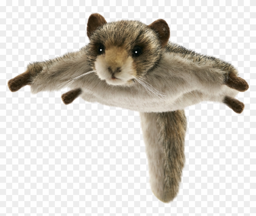 Stuffed Animals Cuddly Toys, Bear, Siberian Flying - Peluche Ecureuil Volant Clipart #5022080