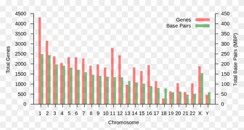Genes And Base Pairs On Chromosomes - Demanda De Productos Saludables Clipart