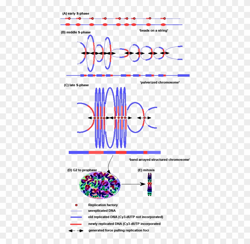 Image Black And White Download Chromosome Drawing Unreplicated - Chromosome Axis Clipart
