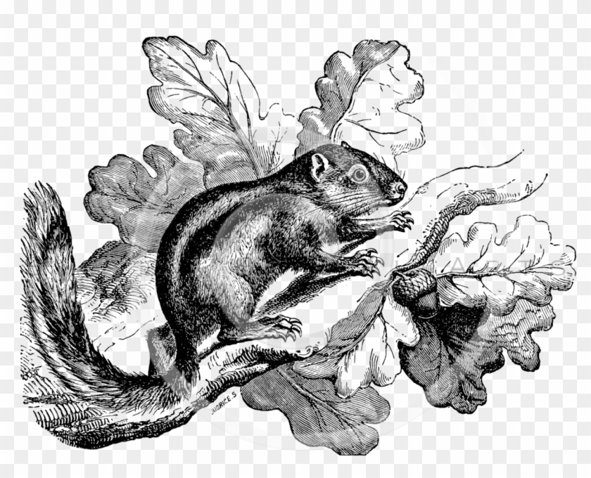 Illustration Clipart