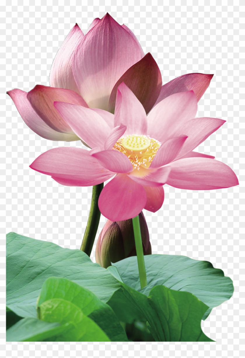 Nelumbo Nucifera Red - Nymphaea Nelumbo Clipart #5022791