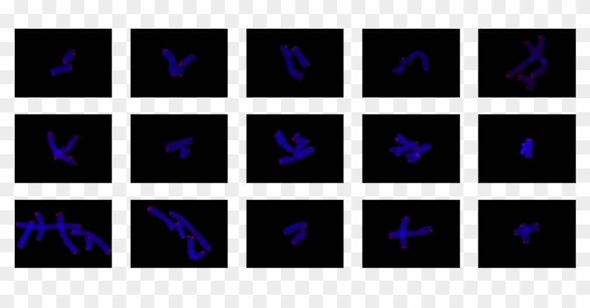 Sample Of 100 Overlapping Chromosomes - Agile Principles Cards Clipart