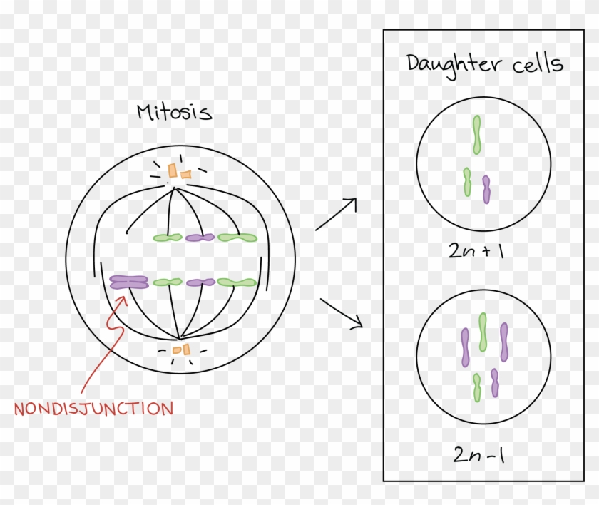 Aneuploidy Chromosomal Rearrangements Article Khan - Mitosis Clipart