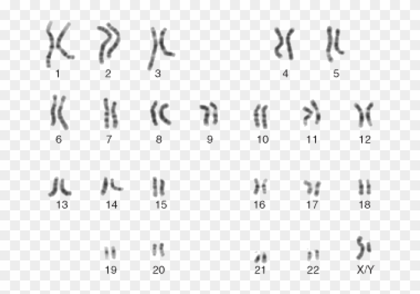 The 24 Human Chromosomes - Male Karyotype Clipart