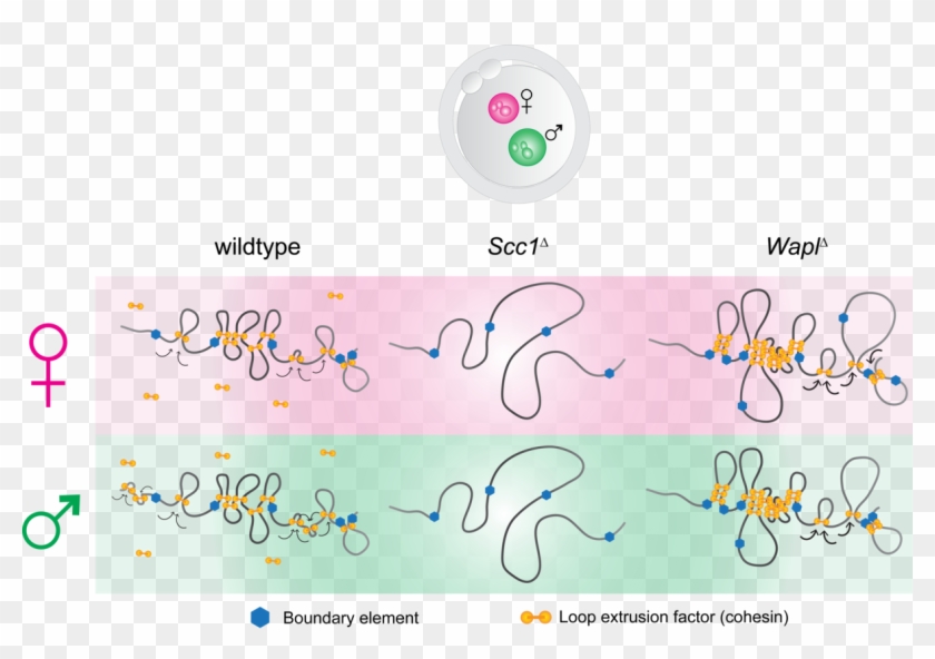 Cohesin Loop Extrusion Clipart