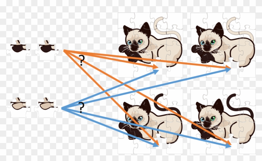 2 Alleles 4 Chromosomes - Cartoon Clipart