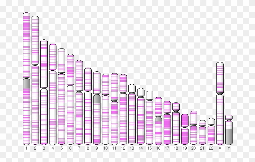 Plot Of Integration Sites On Chromosomes Clipart