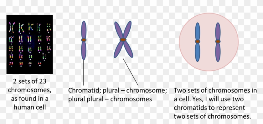 Two Sets Of Chromosomes - Chromosomes Clipart