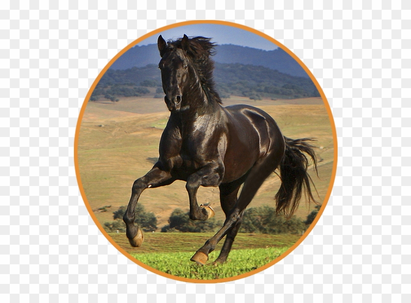 Caballo - Caballo Dentro De Circulo Clipart