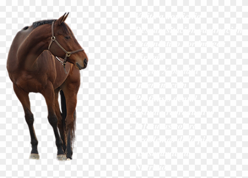 Caballos - Deviantart Stock Clipart