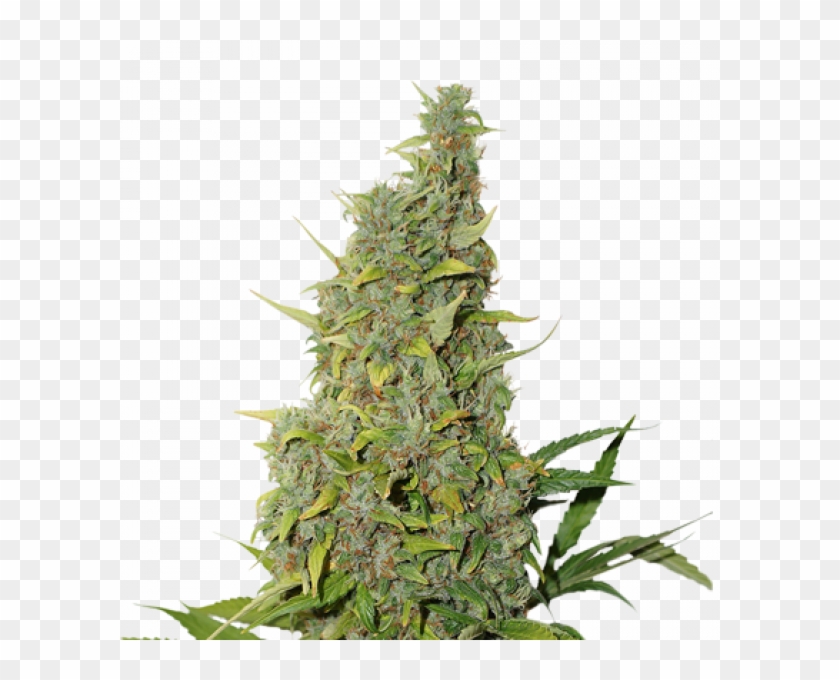 Bcn Power Plant Auto Clipart #5026435