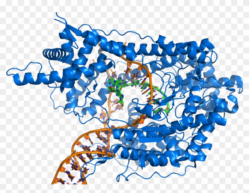 T7 Rna Polymerase At Work - T7 Rna Polymerase Has A Single Subunit Clipart #5027079