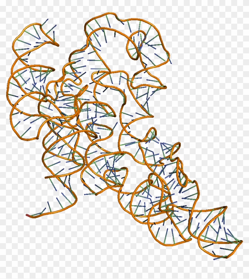Catalytic Rna Molecules - Rna Molecule Png Clipart #5027161