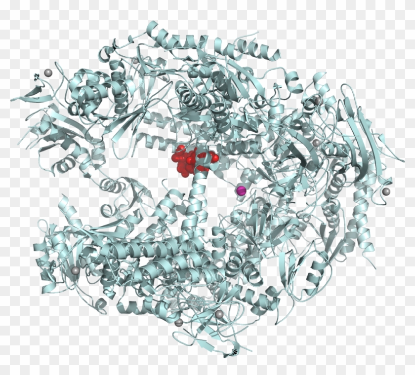 Alpha-amanitin Rna Polymerase Ii Complex 1k83 - Rna Polymerase Ii Inhibition Clipart