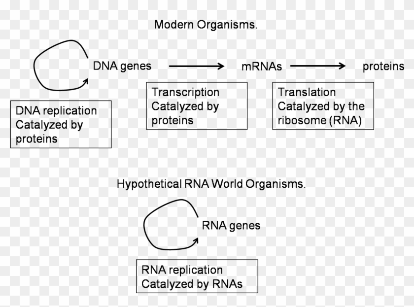 Centraldogma - Rna World Central Dogma Clipart