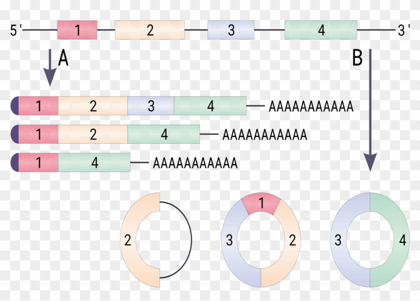 Back Splicing Rna Clipart