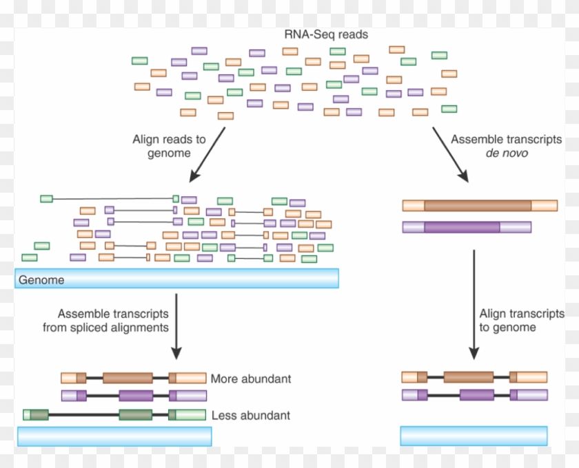 Rna-seq Analysis - Mapping Transcripts To Genome Clipart