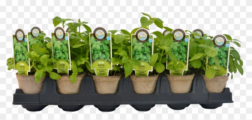 Vegetable Plants Png - Starter Plants Clipart #5028413