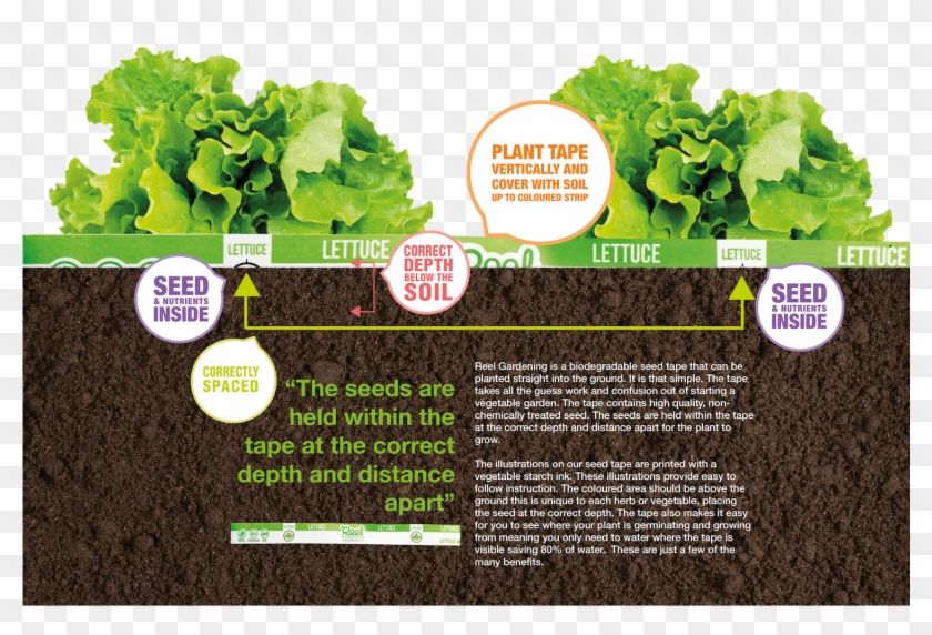 How It Works - Lettuce Clipart #5028479