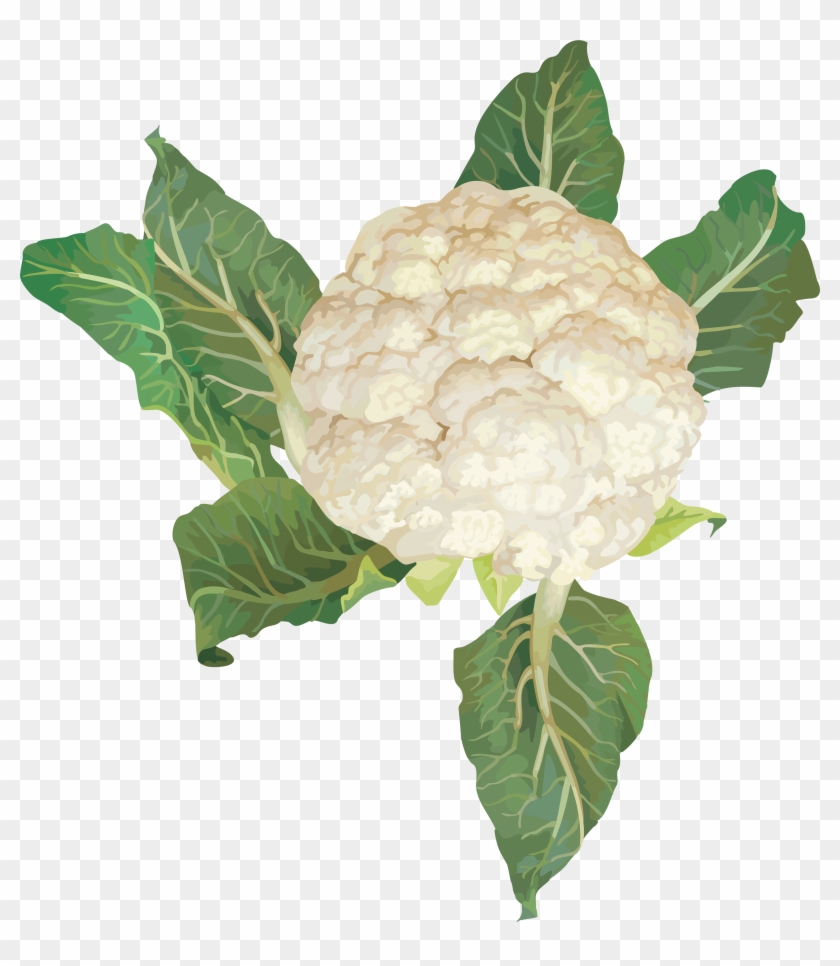 Cauliflower Png Image - Transparent Background Cauliflower Clipart #5028515