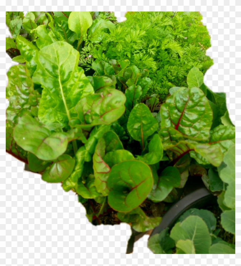 #vegetable Plants#vegetables - Chard Clipart #5028541