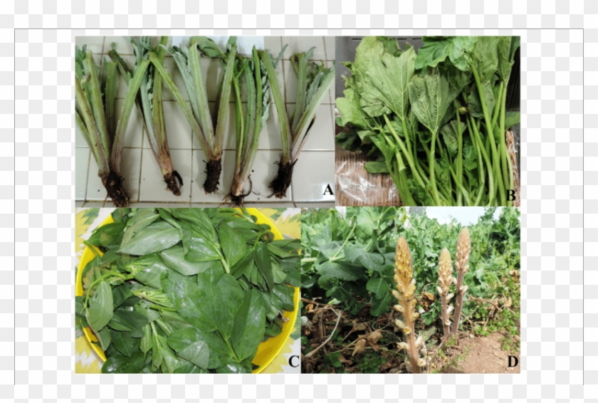 Offshoots Removed From Plants Of Globe Artichoke - Chard Clipart