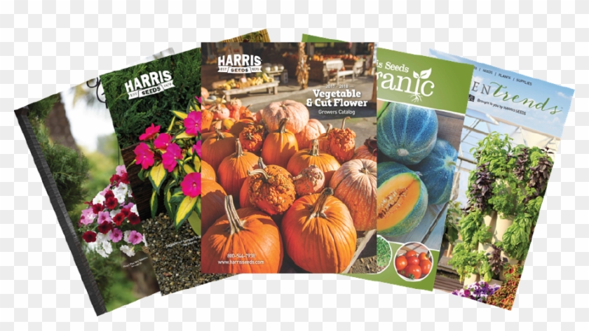 Selection And Value Of Vegetable Seeds, Flower Seeds, - Vegetable Seeds Png Clipart