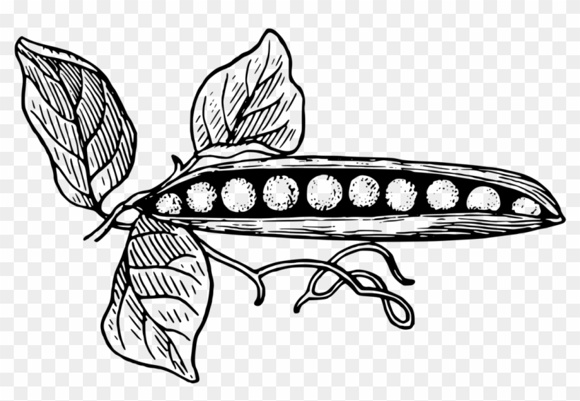 Zombies - Pea Plant Black And White Clipart