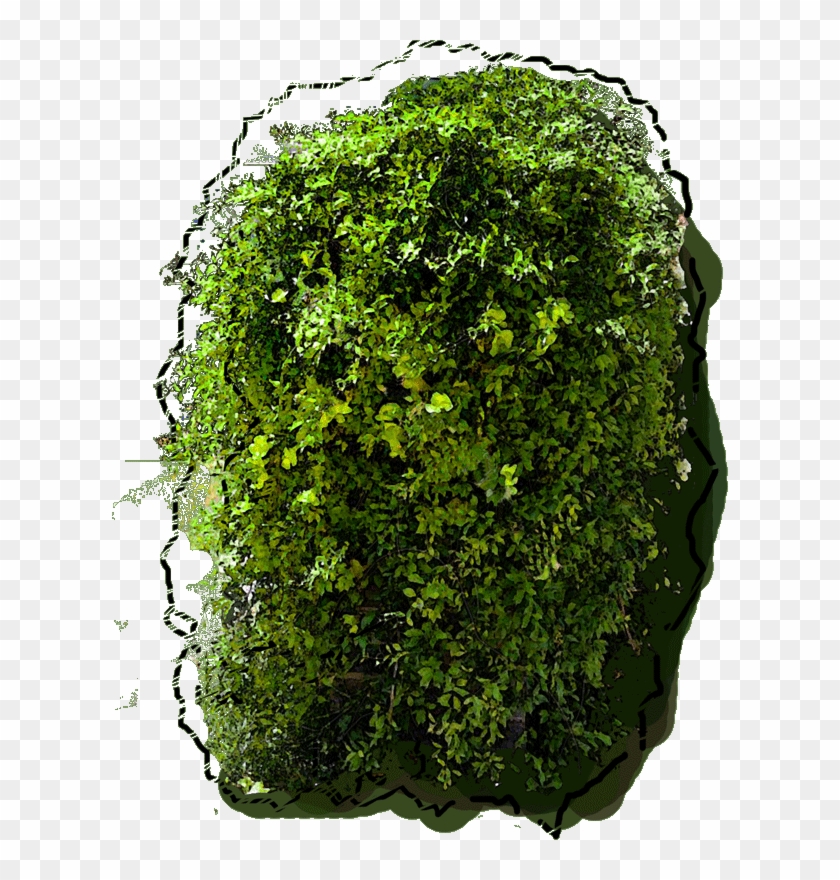 23 Jan 2019 - Moss Clipart #5029643