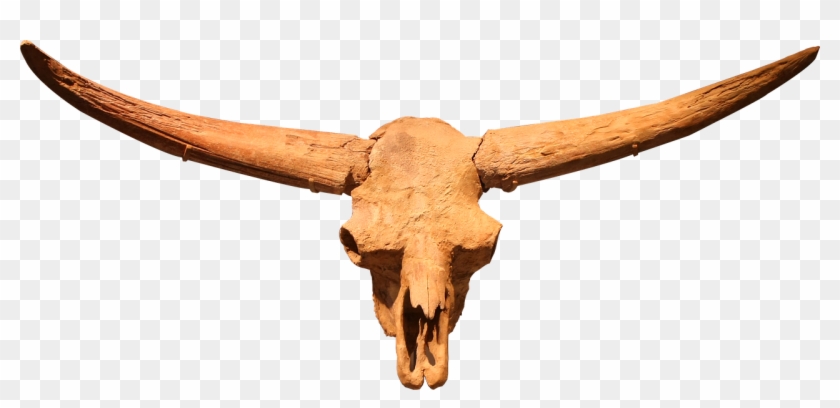 Bison Latifrons,ancient Bison,ice Age,north Dakota,skull,jessica - Bison Latifrons Clipart #5030347