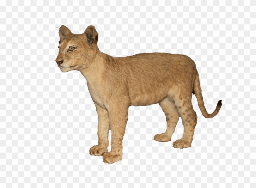 Brown Full Mount - Lion Clipart