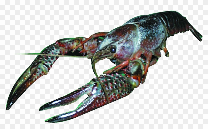 Download Transparent Png - Crayfish Clipart #5031580