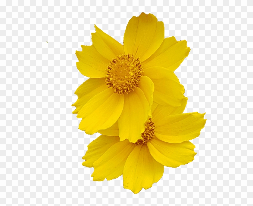 Demo Flower Photo Without Background - Transparent Background Flowers Png Clipart