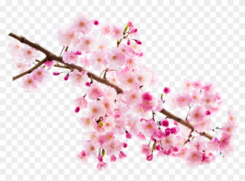 Hana In An Insta - Cherry Blossom Clipart