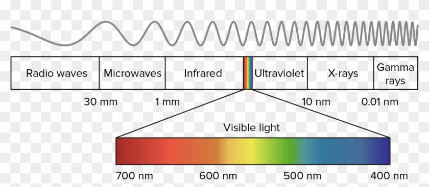 As It Can Be Seen In The Diagram Above The Human Eye Light Wavelength Clipart 5038741 Pikpng