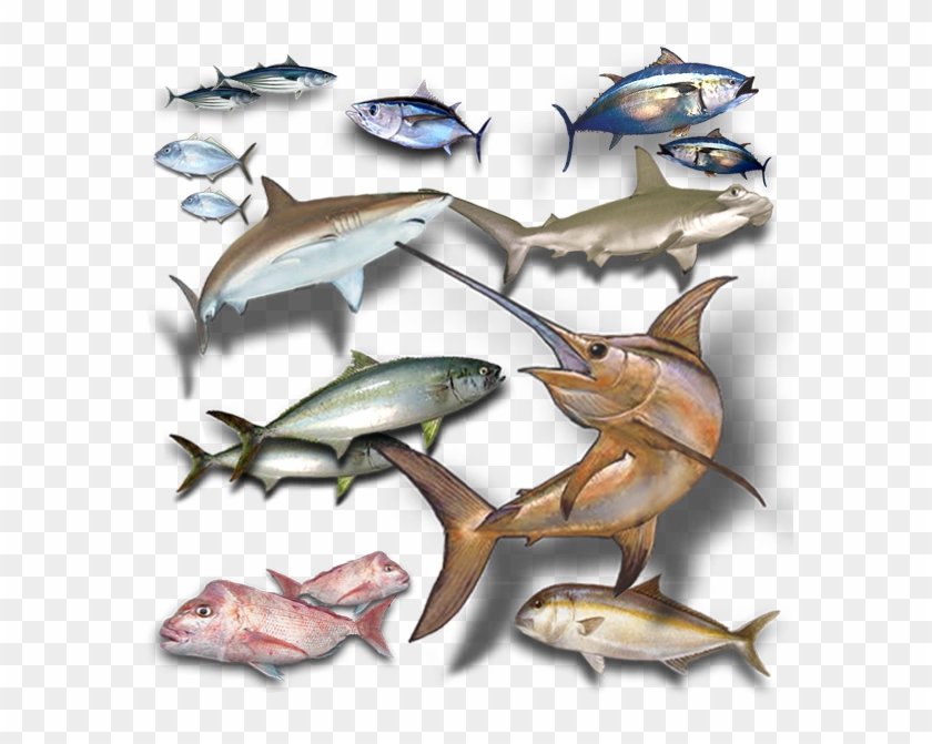 Game Fish Icon Clipart #5040700