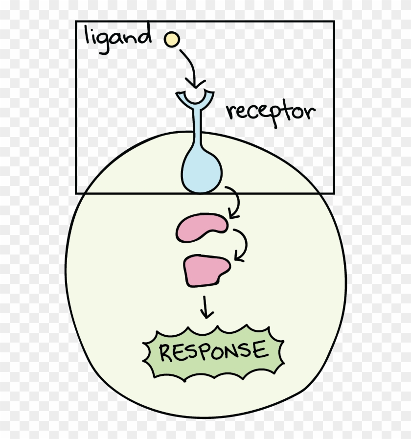 Stages Of Signal Transduction - Cellular Response Clipart #5041918
