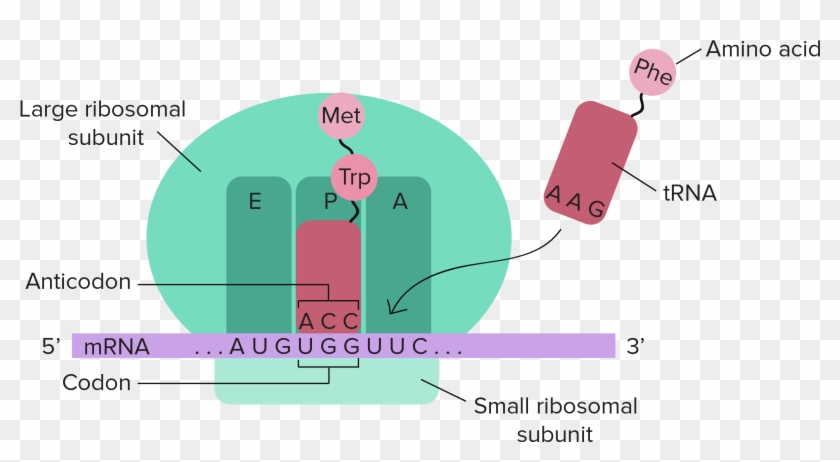 Stages Of Translation Article Khan Academy - Dna Translation Diagram Labeled Clipart