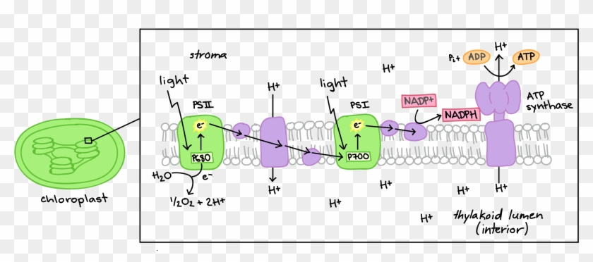Khan Academy Organic Chemistry Resume Symbols Sweet - Electron Transport Chain Diagram Clipart #5043092