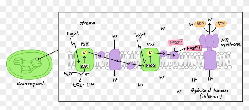 Khan Academy Organic Chemistry Resume Symbols Sweet Electron Transport Chain Diagram Clipart 5043092 Pikpng